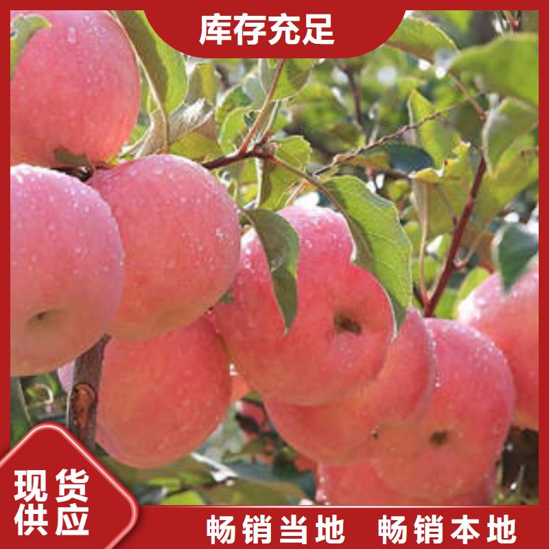 红富士苹果【苹果种植基地】多种优势放心选择
