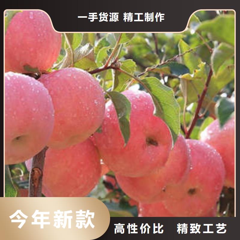 【红富士苹果】苹果批发源头厂家供应