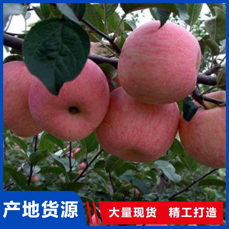 红富士苹果精工细作品质优良