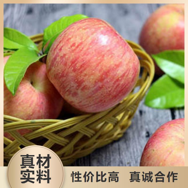 红富士苹果【苹果种植基地苹果种植基地】打造好品质