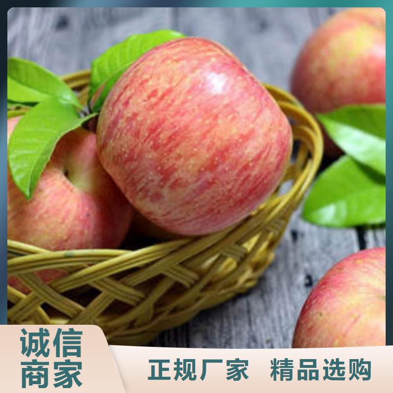 大厂生产品质景才红富士苹果苹果种植基地优选厂商
