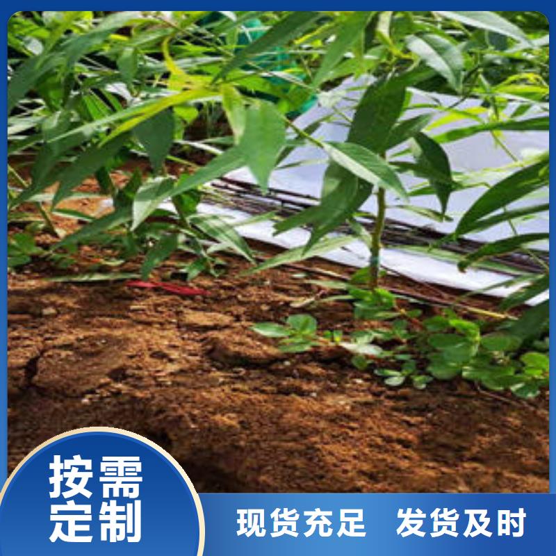 桃树苗苹果苗一个起售