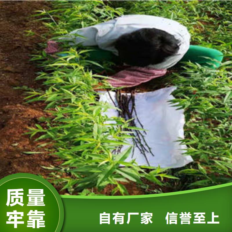 【桃树苗】花椒苗批发供应