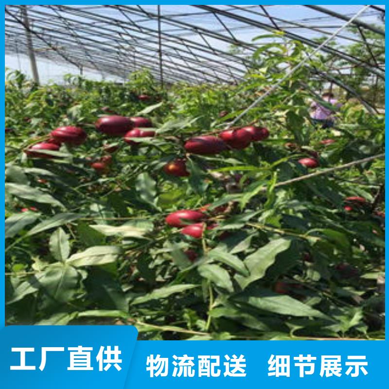 桃树苗李子苗性能稳定