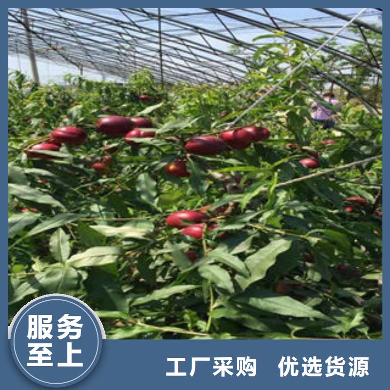 桃树苗,核桃苗讲信誉保质量