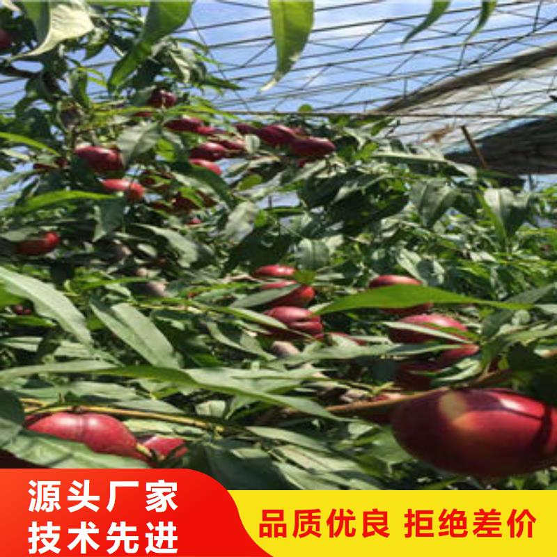 【桃树苗】板栗苗现货实拍