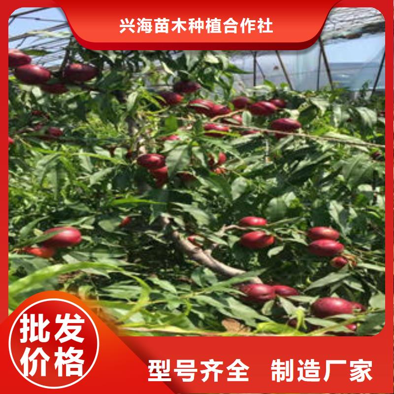 桃树苗李子苗来图加工定制