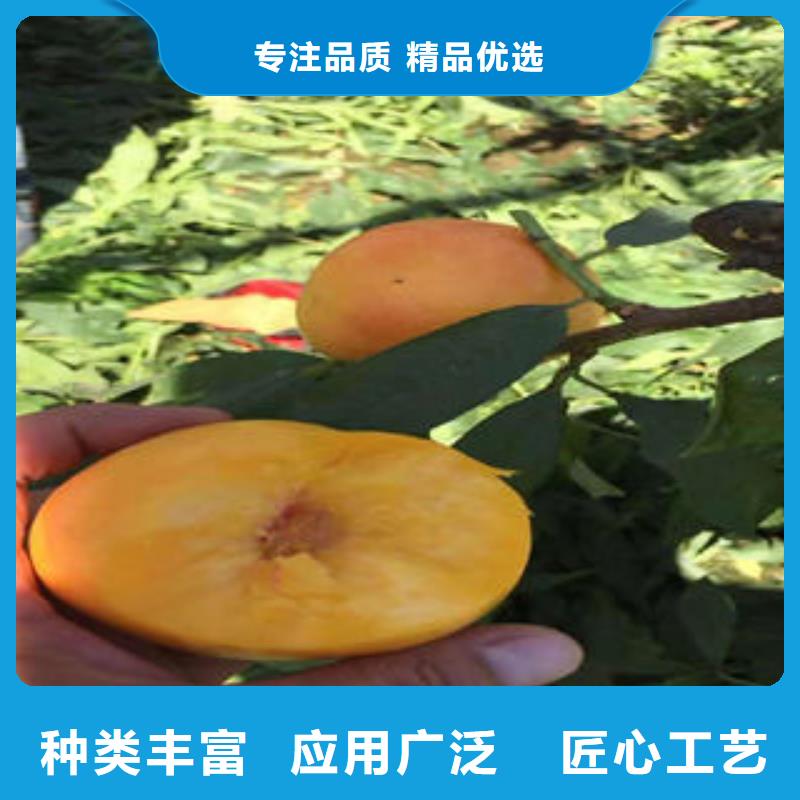 【桃树苗】蓝莓苗长期供应