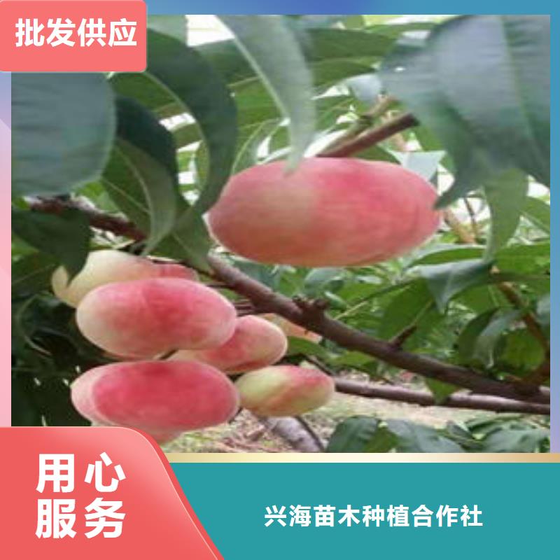 桃树苗苹果苗一站式采购商