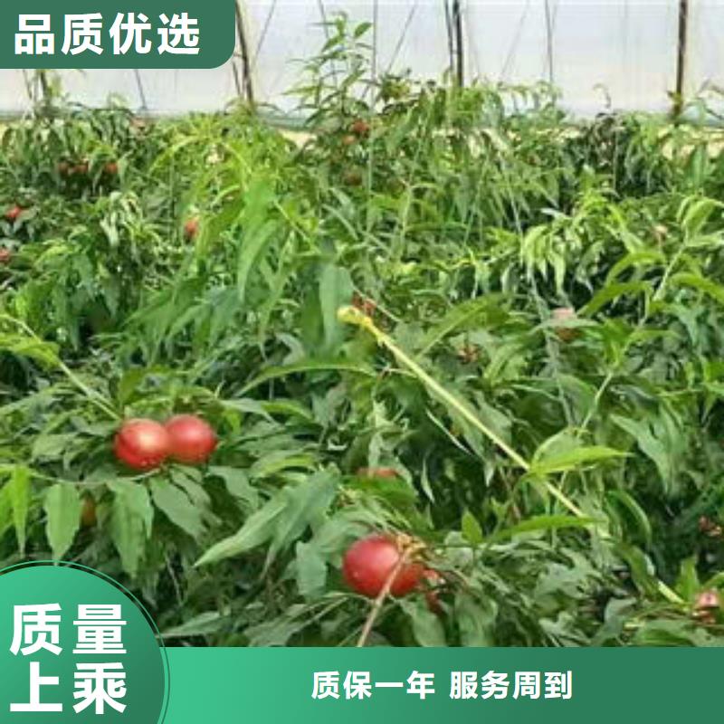桃树苗【花椒苗】高品质诚信厂家