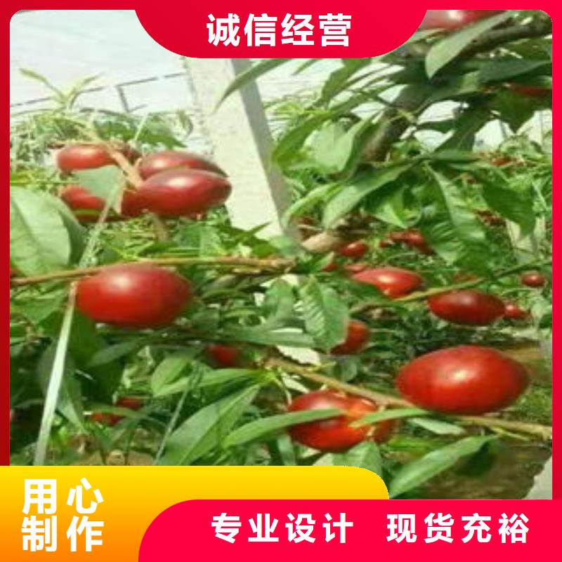 桃树苗花椒苗优势
