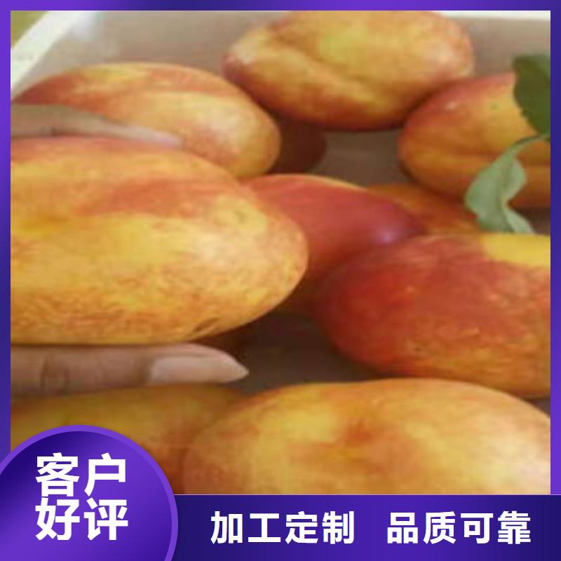 桃树苗【梨树苗】大品牌值得信赖