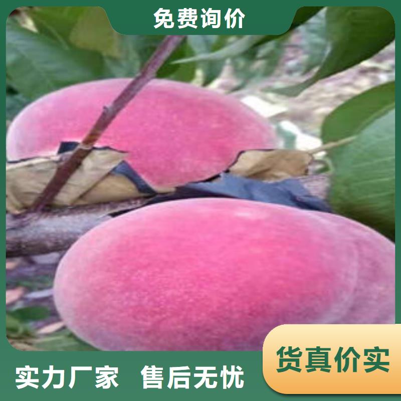 【桃树苗】板栗苗质检合格出厂
