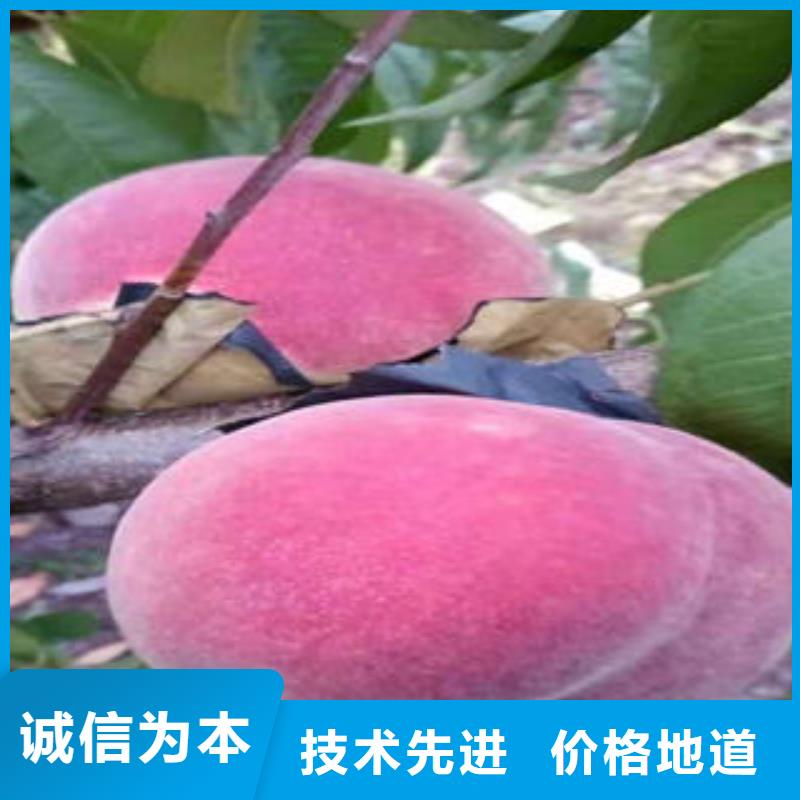 桃树苗-花椒苗闪电发货