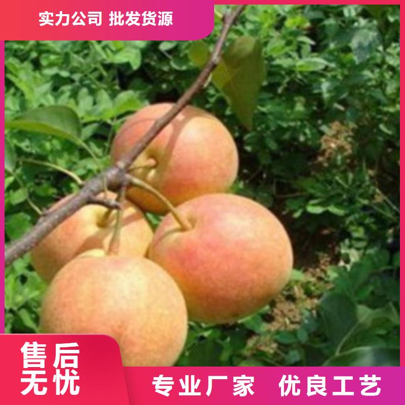 梨树苗板栗苗生产型