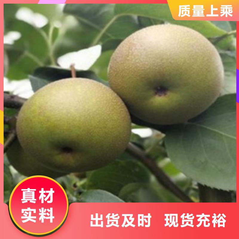 梨树苗李子苗定制批发