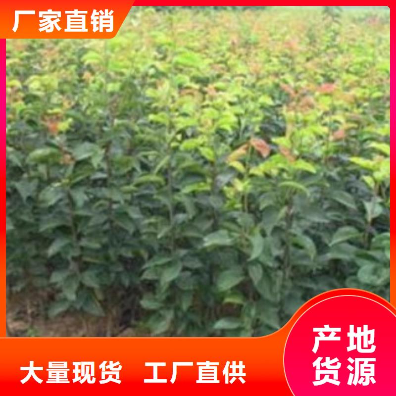 【梨树苗】,桃树苗服务始终如一