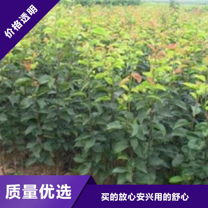 梨树苗_蓝莓苗商家