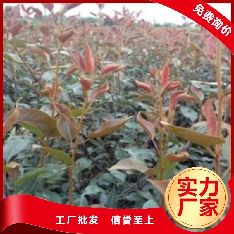 【梨树苗】板栗苗品质好才是硬道理