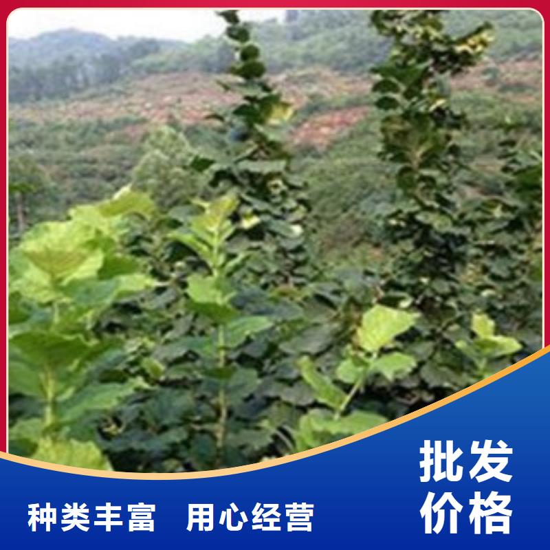 梨树苗品牌大厂家