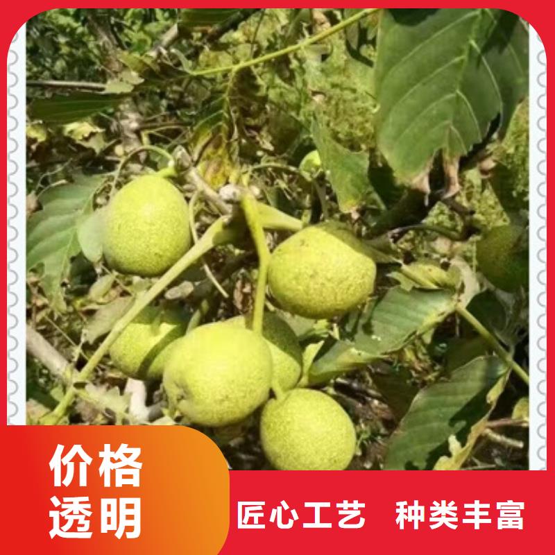 核桃苗板栗苗精工细致打造