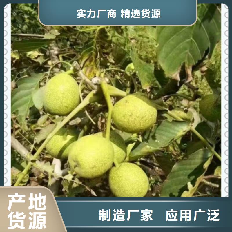 核桃苗山楂苗懂您所需