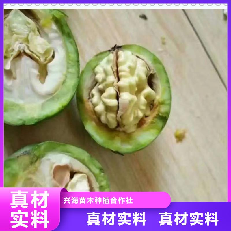 核桃苗-花椒苗实力见证