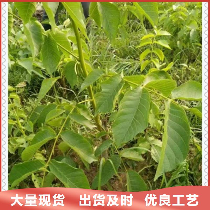 核桃苗梨树苗多种场景适用