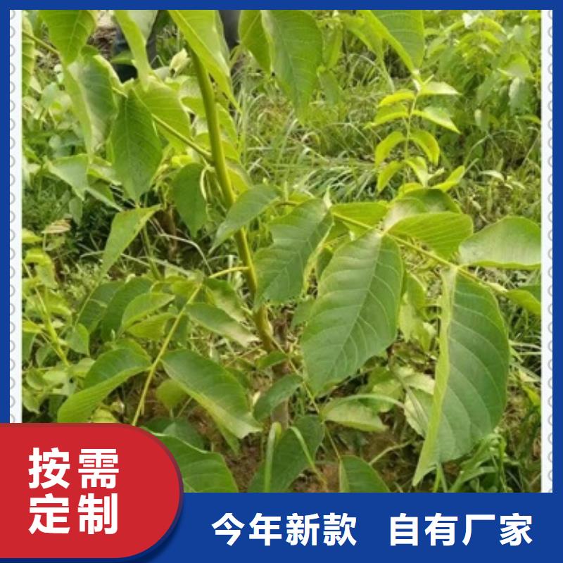 核桃苗板栗苗精工细致打造