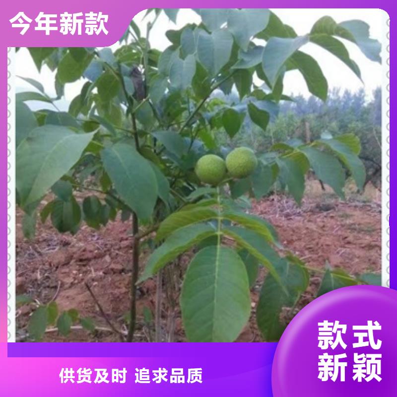 核桃苗-【蓝莓苗】严格把控每一处细节