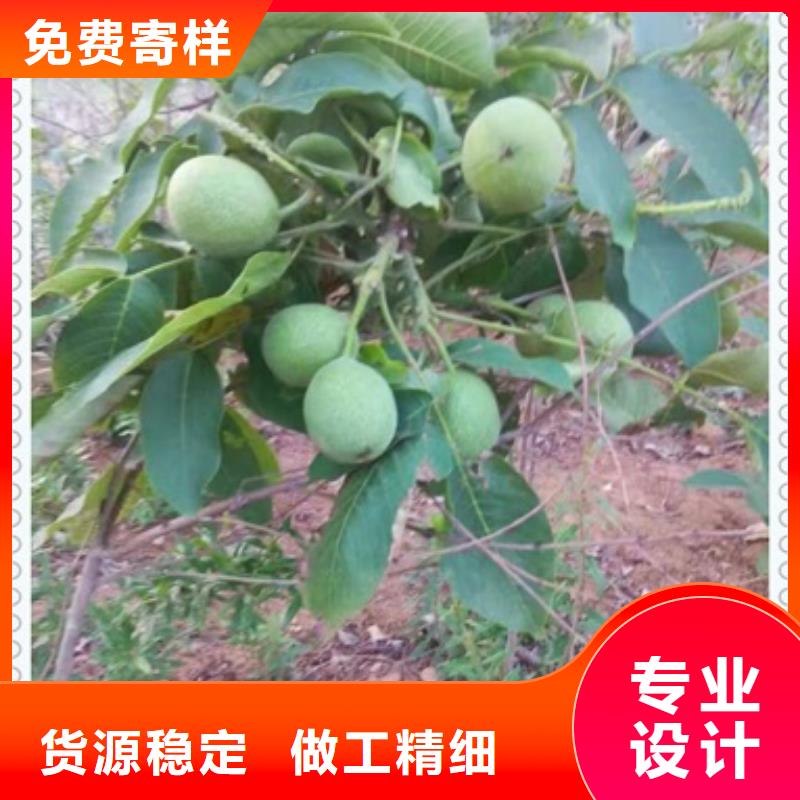 核桃苗大厂生产品质