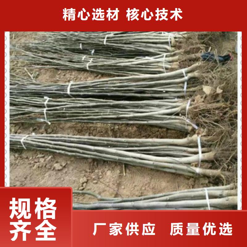 核桃苗_【山楂苗】优势