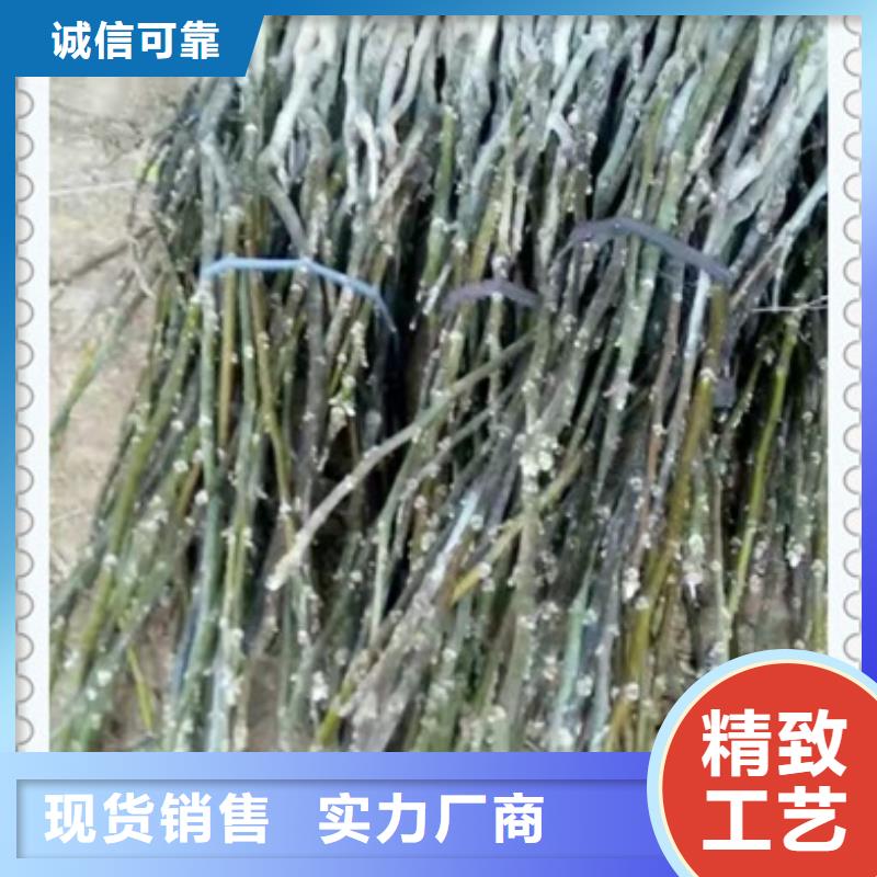 核桃苗梨树苗可放心采购
