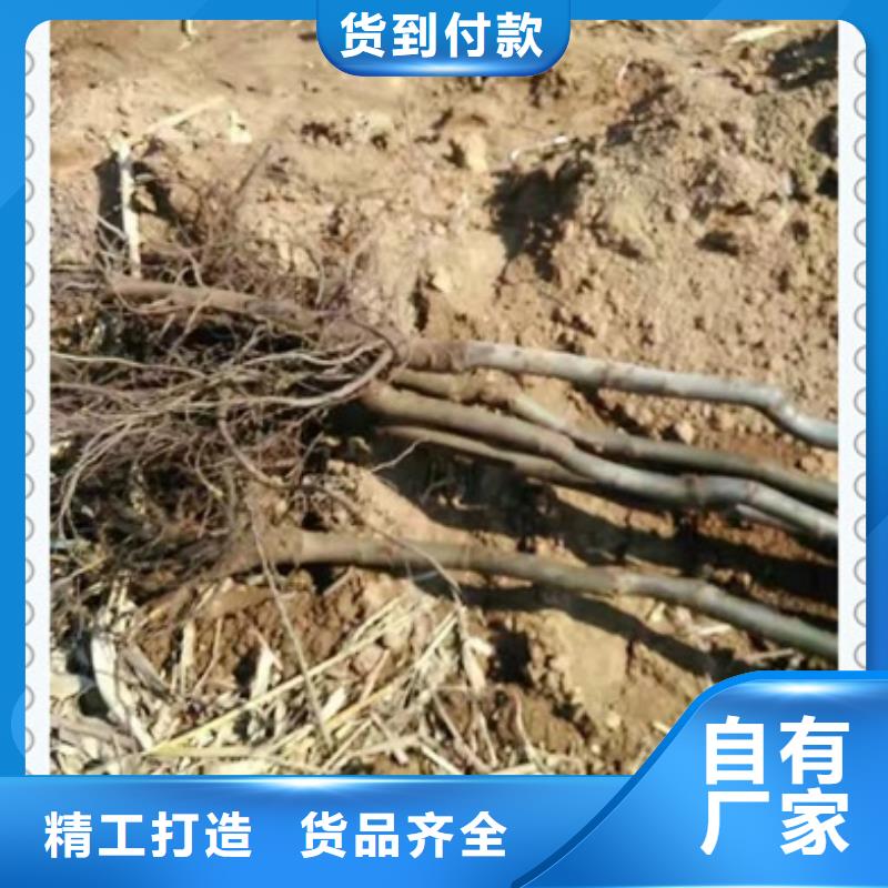 核桃苗板栗苗价格实惠
