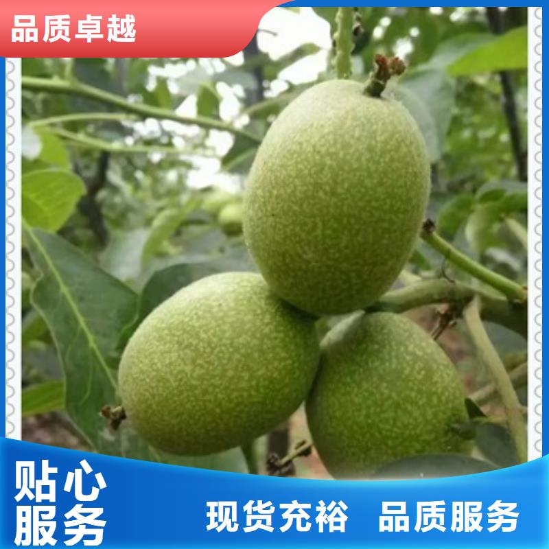 核桃苗_山楂苗品质保证