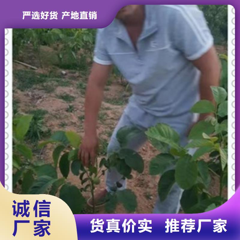 核桃苗,花椒苗标准工艺