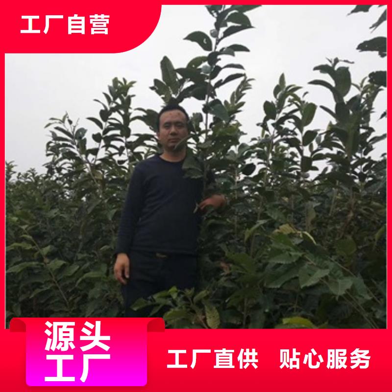 板栗苗桃树苗精品优选