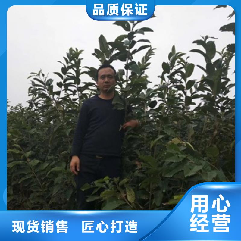 板栗苗梨树苗我们更专业