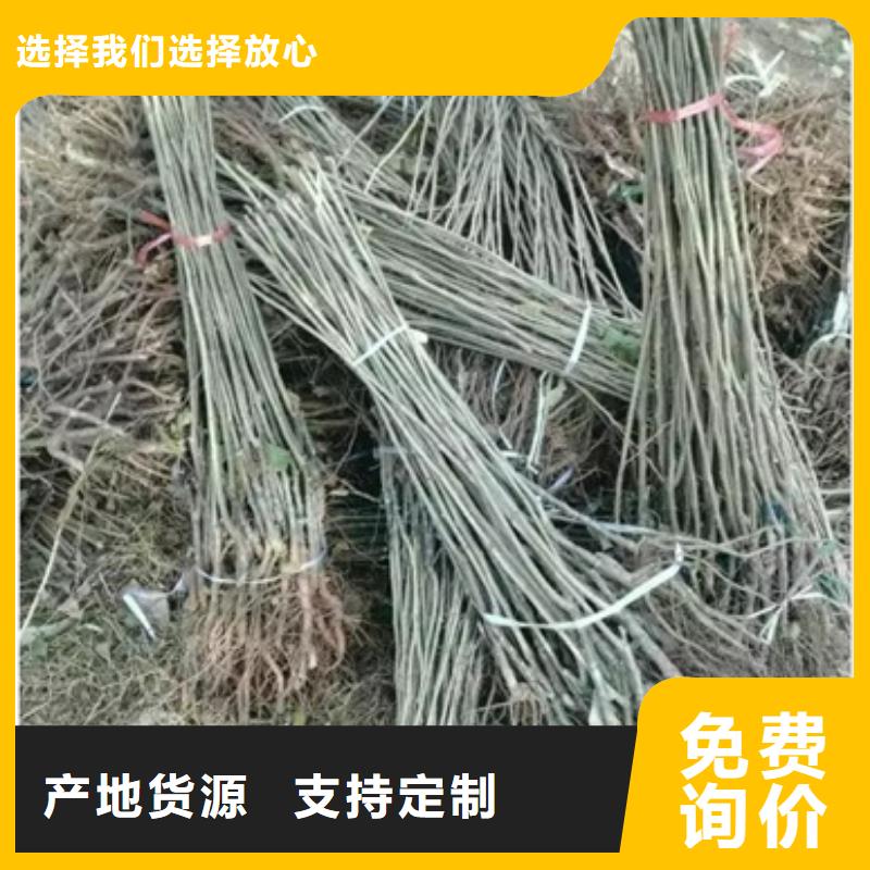 【板栗苗梨树苗货源报价】