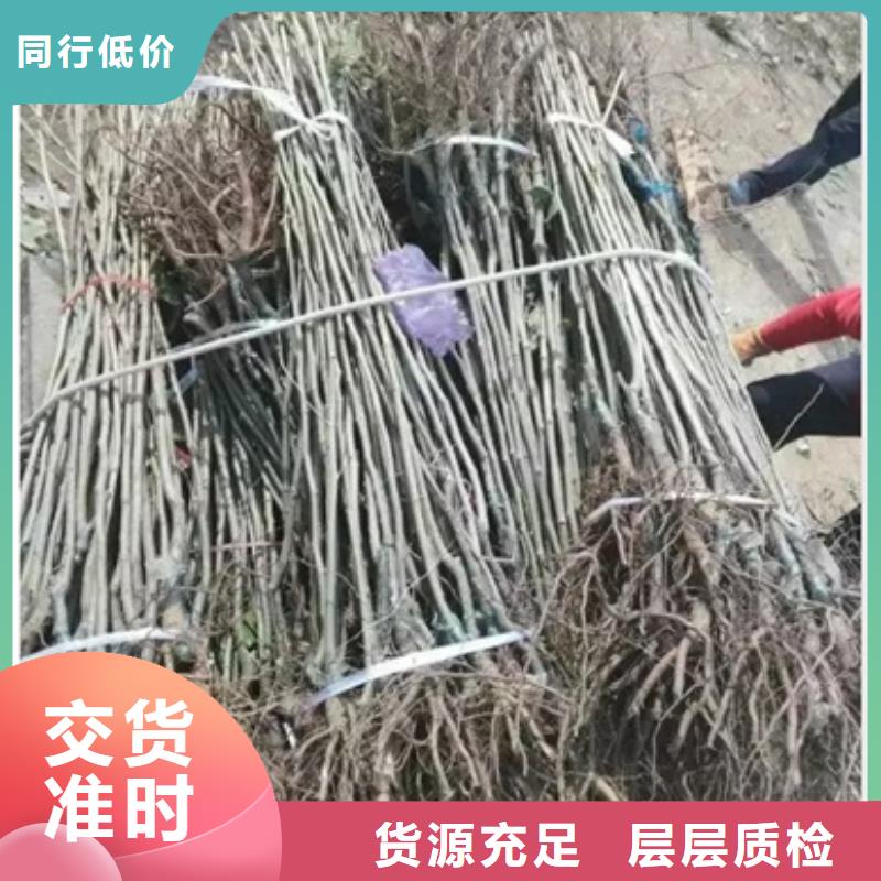 板栗苗花椒苗现货批发