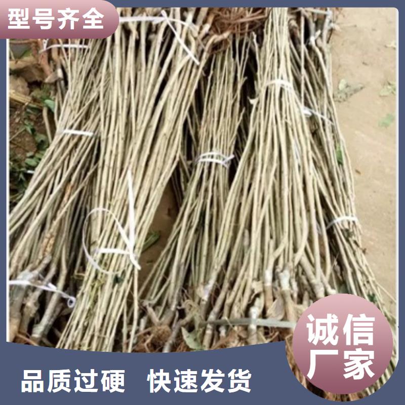 板栗苗梨树苗我们更专业