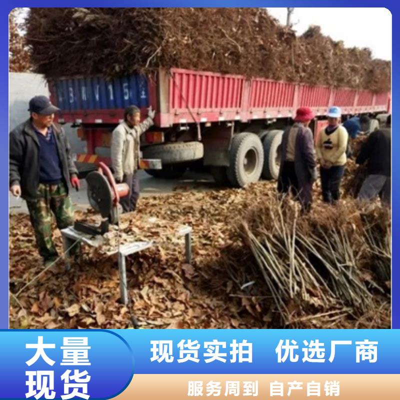 板栗苗_梨树苗的图文介绍