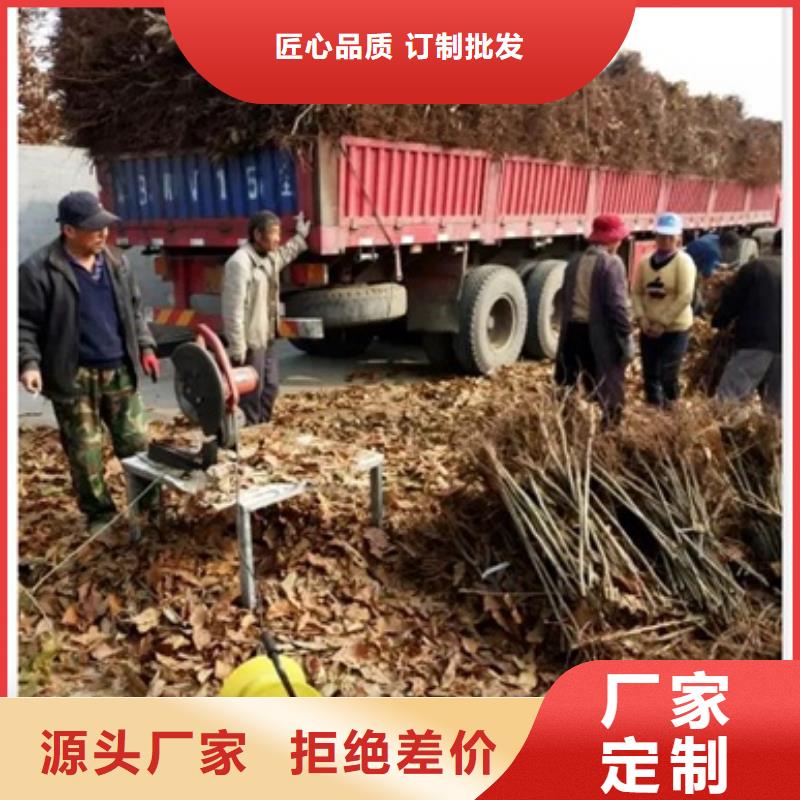 板栗苗桃树苗实体诚信厂家