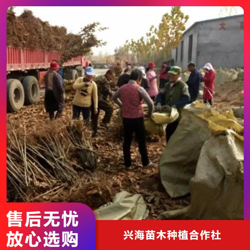 板栗苗桃树苗产地采购