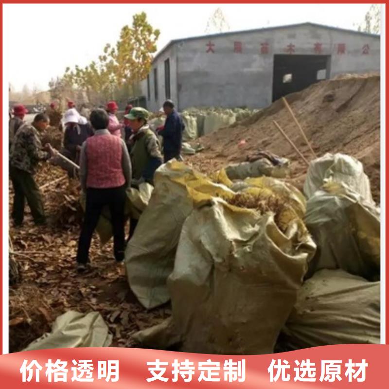 板栗苗梨树苗我们更专业