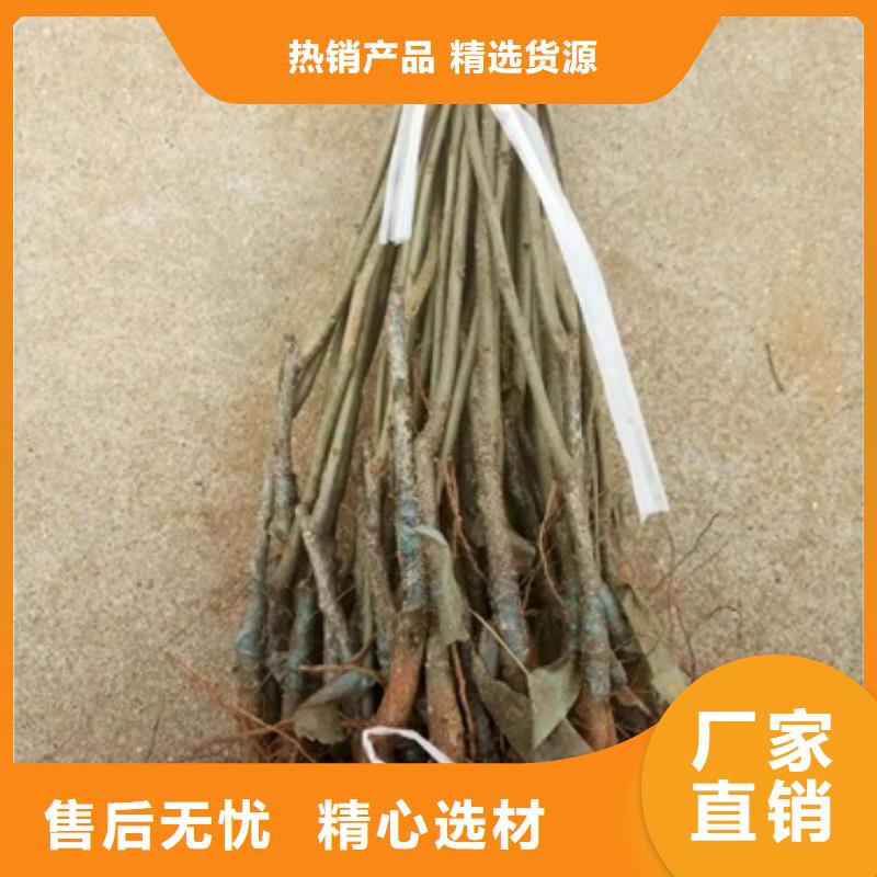 板栗苗桃树苗产地采购