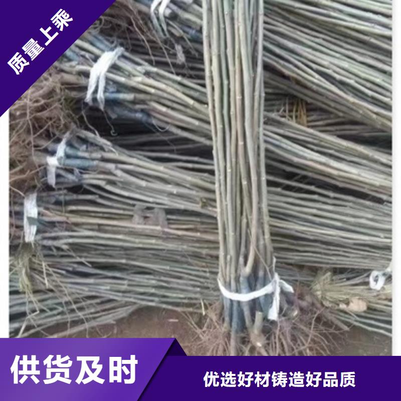 板栗苗梨树苗我们更专业