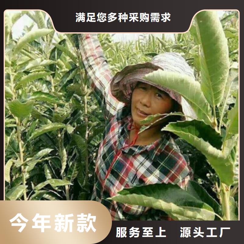 板栗苗_山楂苗现货销售