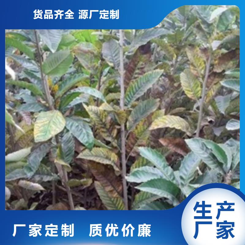 【板栗苗梨树苗货源报价】