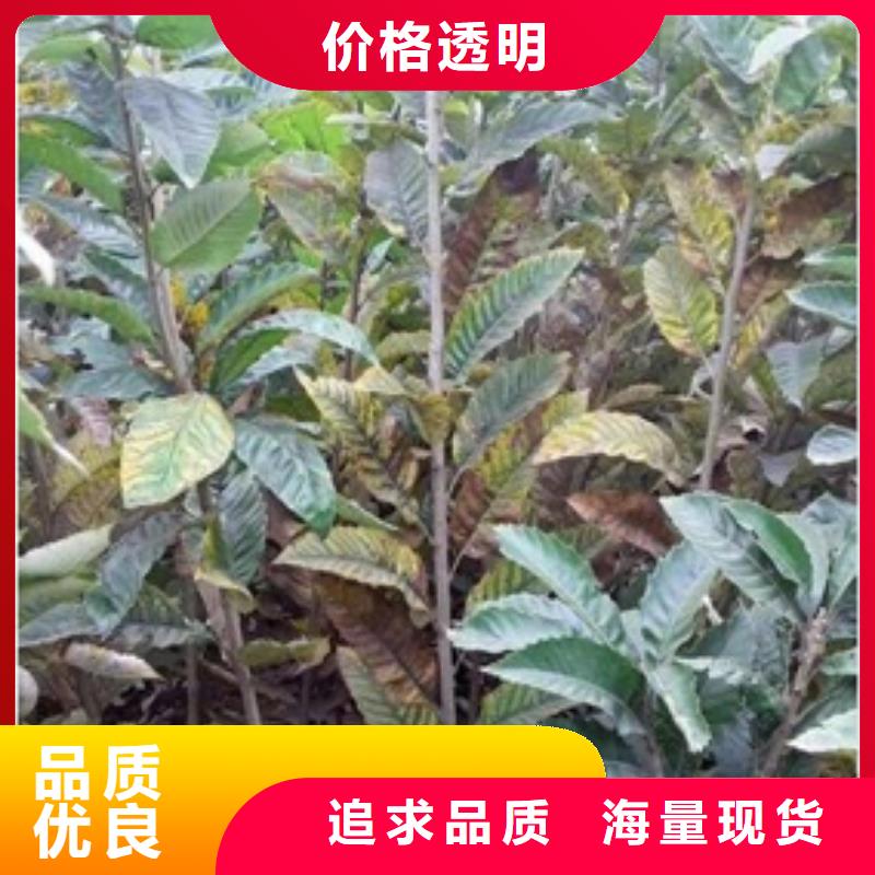 板栗苗核桃苗厂家经验丰富